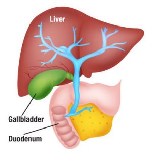 Gallbladder-Diagram